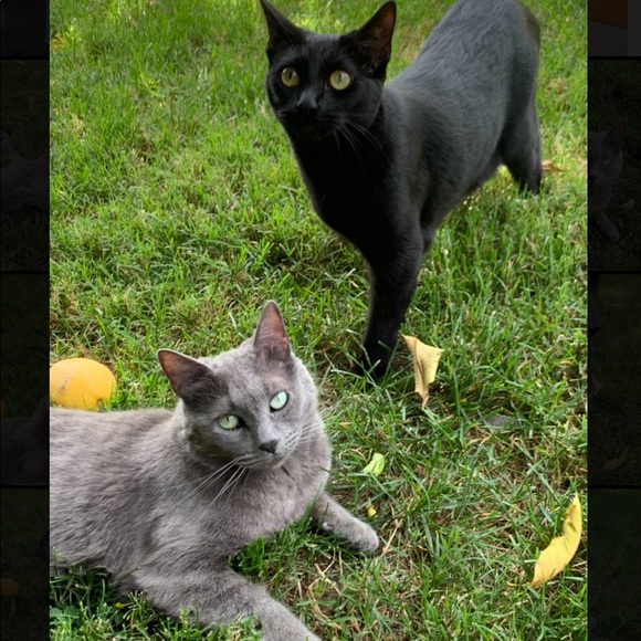 💖Posh Party Host and Ambassador - Picture 2 of 7